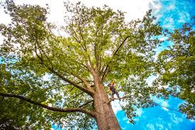 Best Commercial Tree Services  in San Carlos, TX