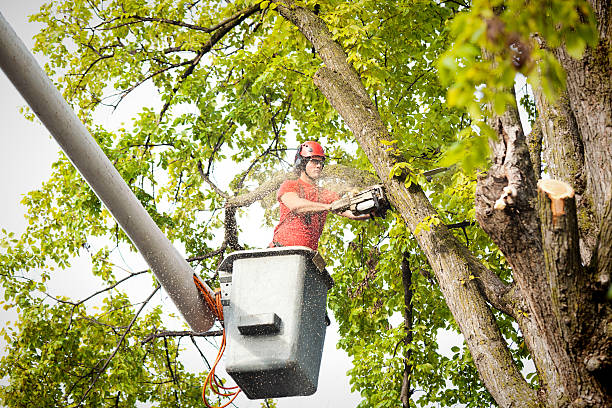 Best Tree Risk Assessment  in San Carlos, TX