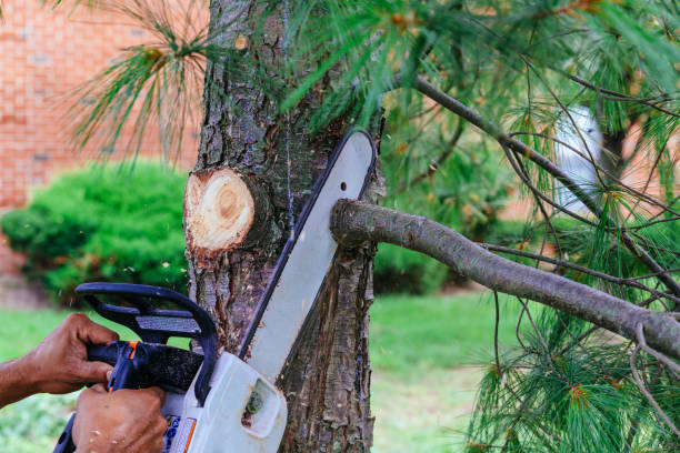 Best Root Management and Removal  in San Carlos, TX